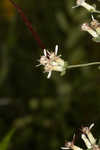 Toothed whitetop aster 